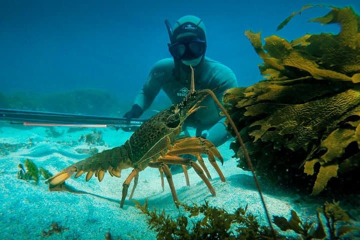 Spearfishing full day charter at Kawau Island 4
