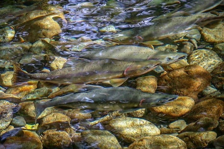 Guided Fishing Adventure in Whistler 4