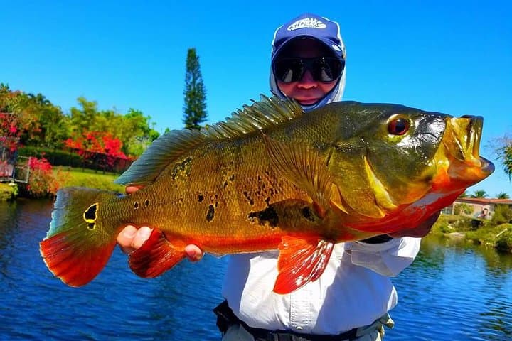 Peacock Bass Fishing Trips Near Miami Florida 3