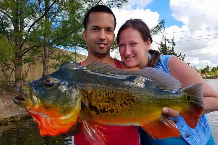 Peacock Bass Fishing Trips Near Miami Florida 2