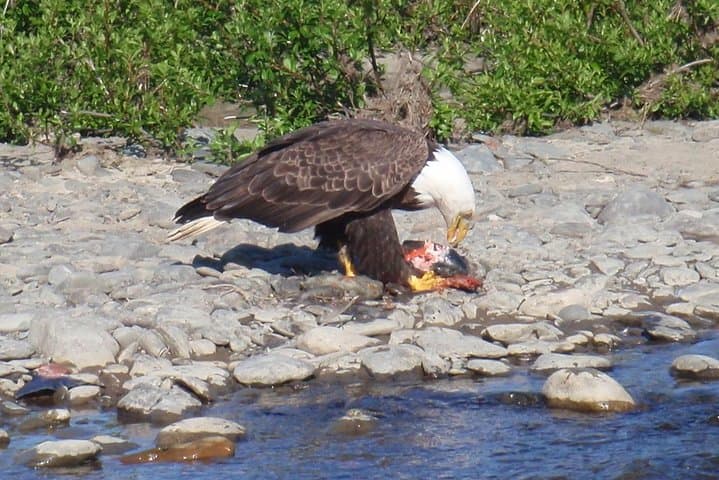 Half-Day Fishing Trip on the Kenai River 3