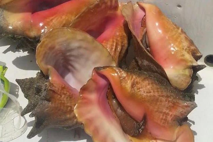 Half day Deep sea/light tackle fishing charters  2