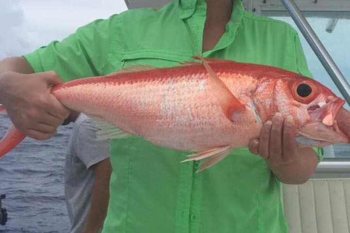 Half day Deep sea/light tackle fishing charters  3