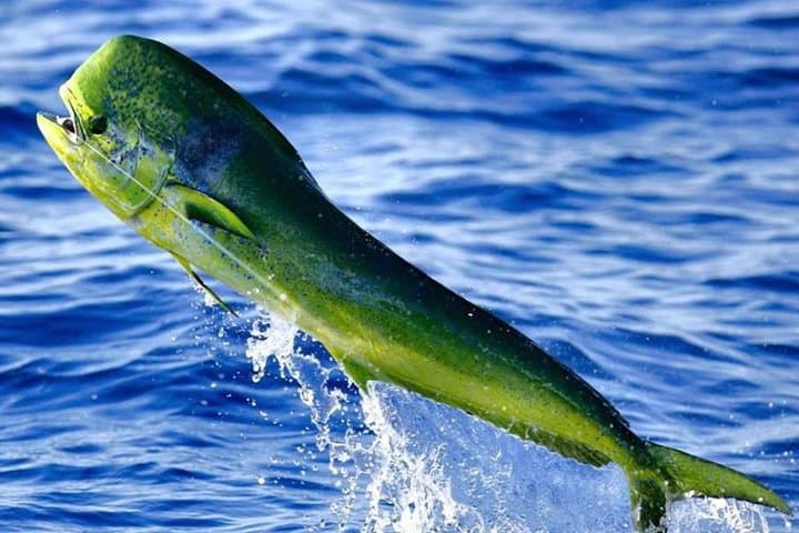 Miami Deep Sea Fishing Charters 5