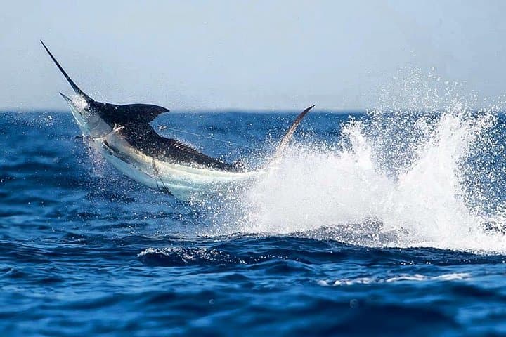 Half Day Fishing Charter - Inshore or Offshore 3