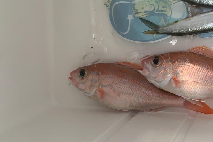 3/4 day deep sea /light tackle fishing  5