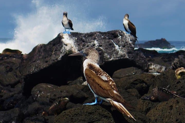 Day tour to Pinzón Island and La Fé/Palmitas Bay with snorkeling and fishing 3