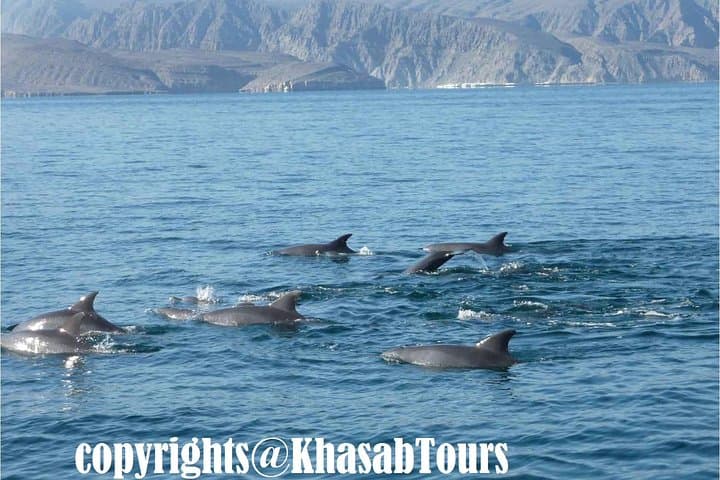Musandam Khasab Day Trip & dhow cruise From Ras Al Khaimah 2