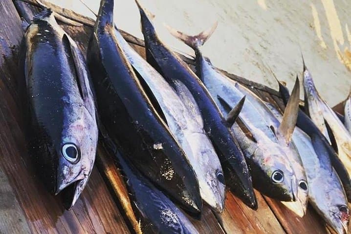 Sport fishing and round trip transportacion from airbnb,hotel or cruise port  2