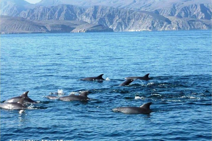 Overnight Beach Camping & Dhow Cruise - Musandam Khasab  4