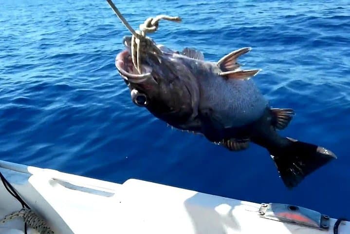 "Side Half-Day Fishing Adventure: Transfer Included!" 5