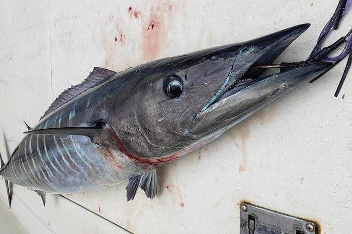 Fishing Charter 4 hours 5