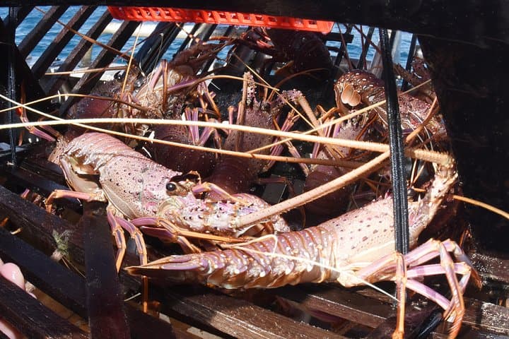 Geraldton Lobster Pot Pull 3
