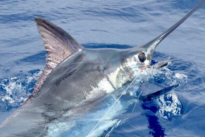 6 Hour Fishing Charter 2