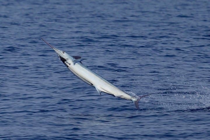 Full Day Sportsman/Enthusiast Charter 3