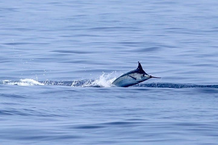 Full Day Sportsman/Enthusiast Charter 2