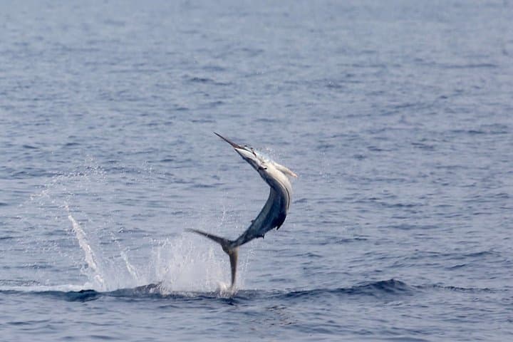 Full Day Sportsman/Enthusiast Charter 4