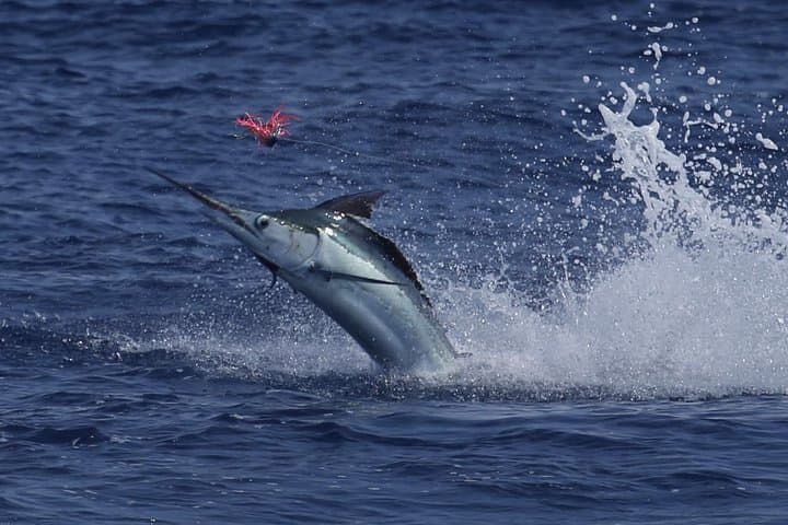 Full Day Sportsman/Enthusiast Charter 5