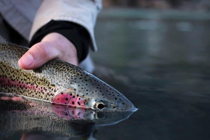 Kenai River Fishing Charter 5