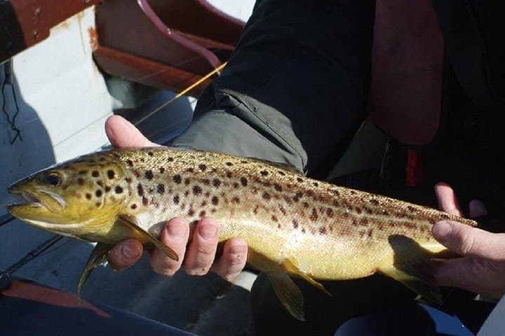River fishing for wild trout. Connemara. French speaking Ghillie 4