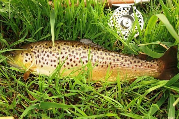 River fishing for wild trout. Connemara. French speaking Ghillie 2