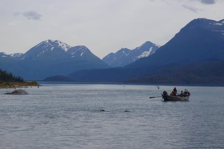 Full-Day Upper Kenai River Guided Fishing Trip 5
