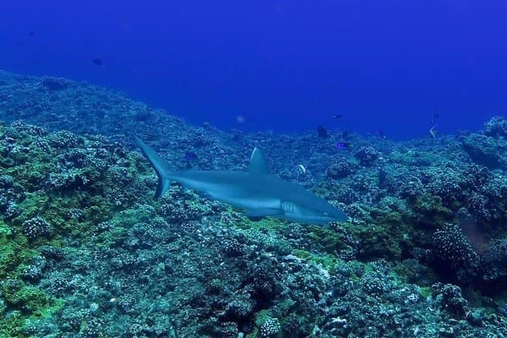 Discover Scuba Diving Experience 2