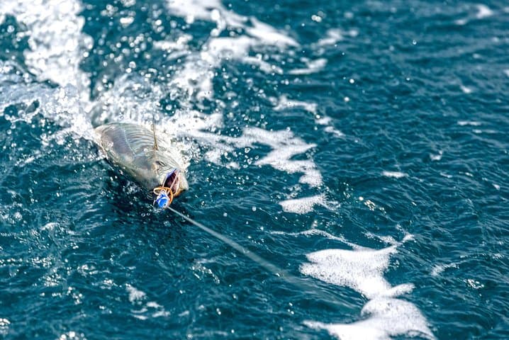  Guided 8 HR Full Day Fishing / Snorkel Private Charter Trip 40' Mega Bite  2