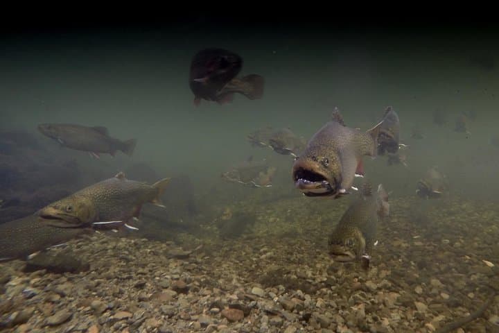 Fly Fishing Guided Experiences 4