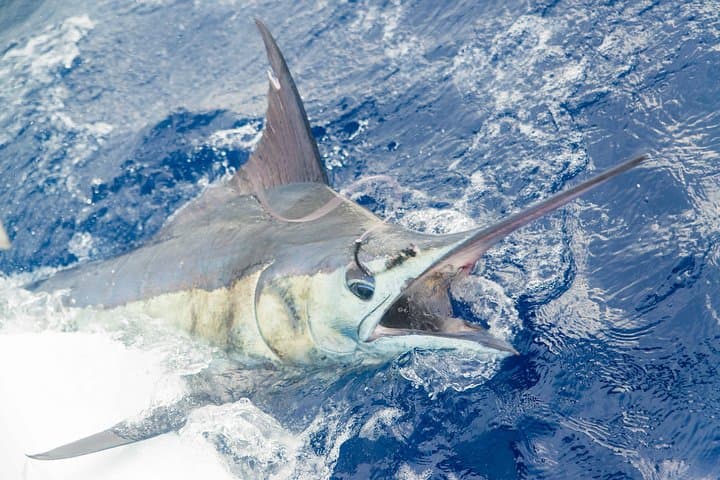 Big Game Fishing Mauritius Black River 5
