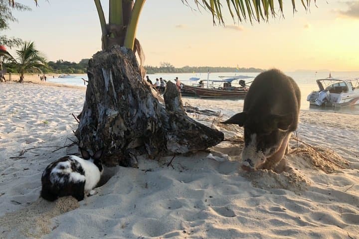Koh Samui Islands Snorkeling Trip By Speedboat 4