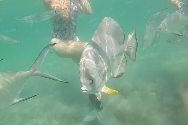 4H Snorkeling and Fishing Cruise on Magnetic Island 2
