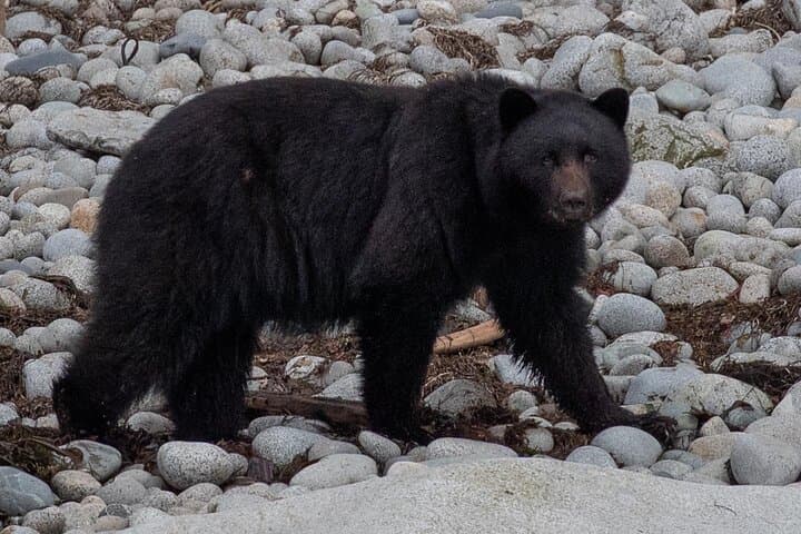 Ketchikan Fishing Charter 4