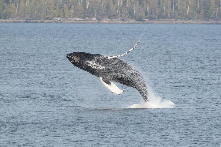 Fishing Charter in Ketchikan, Alaska 4