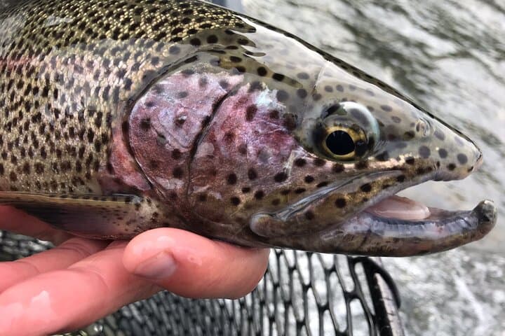 Full day fishing trips 4