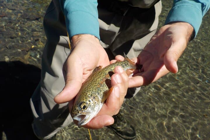 Half day: Initiation in fly fishing in Villa La Angostura 4