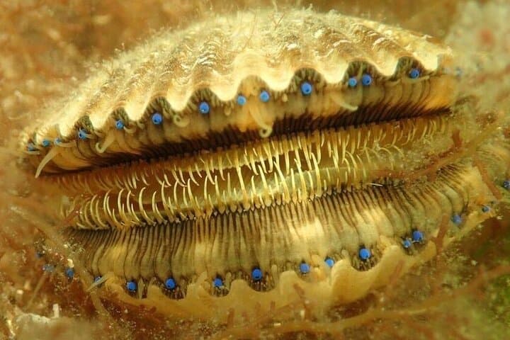 Private Scalloping Charter in Crystal River – Dive for Treasure 4