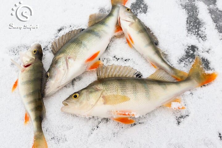 Great Ice Fishing Experience in Lapland 4