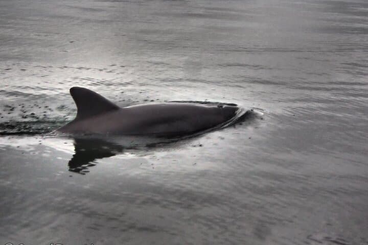 Private Scalloping Charter in Crystal River – Dive for Treasure 5