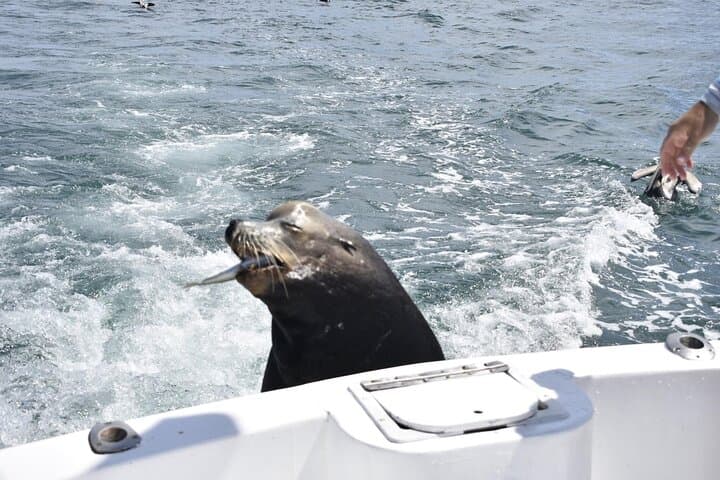 Private Half-day Deep Sea Fishing Charter in Cabo San Lucas 5