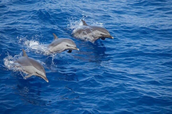 Camping & Snorkelling at Daymaniyat Islands 5
