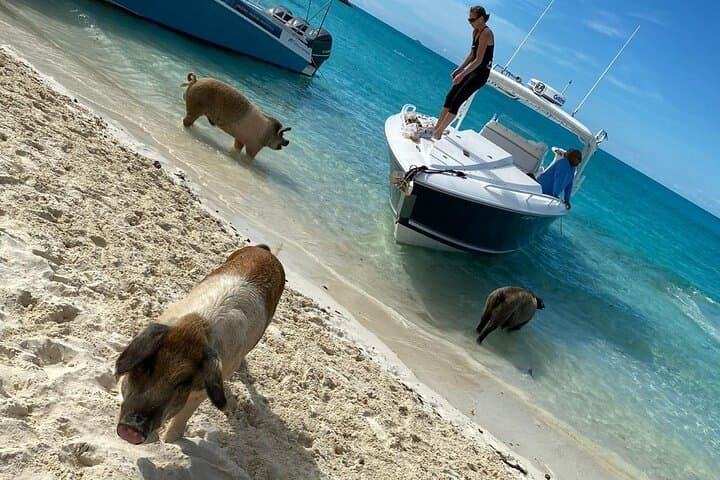 Boat Charters & Excursions  5