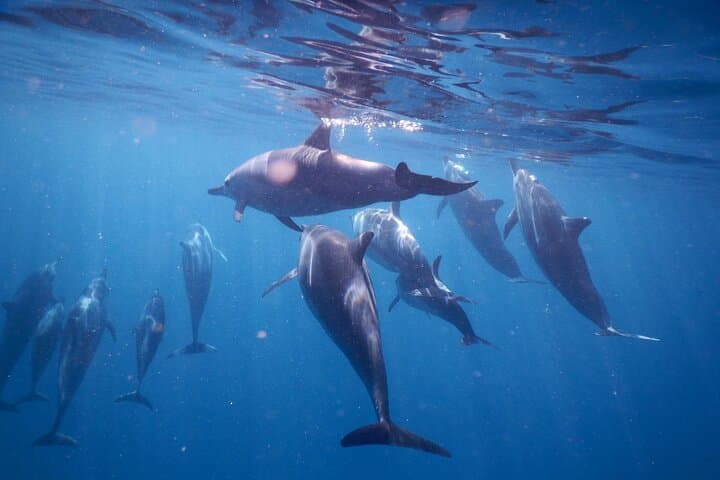 Lydia Boat Mauritius: Le Morne :Eco-Friendly Whales&Dolphins Tour 2