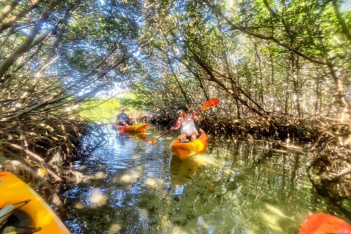 Aventure Privée en Kayak : Découvrez les Mangroves et Shell Key - Photo 2