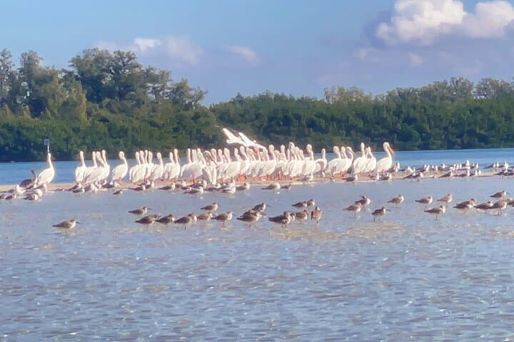 Aventure Privée en Kayak : Découvrez les Mangroves et Shell Key - Photo 3
