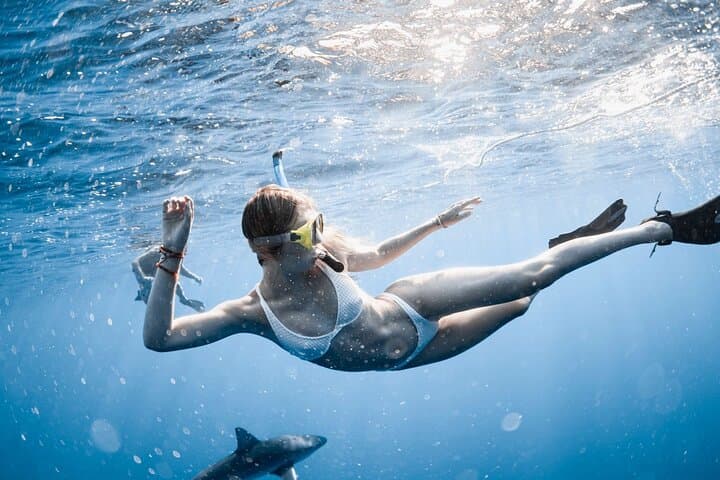 Oahu Open Water Shark Diving Experience 3