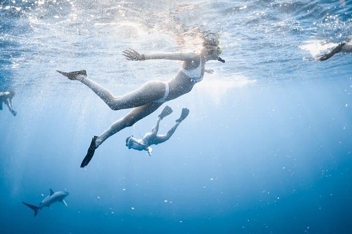 Oahu Open Water Shark Diving Experience 4