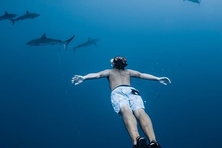 Oahu Open Water Shark Diving Experience 5