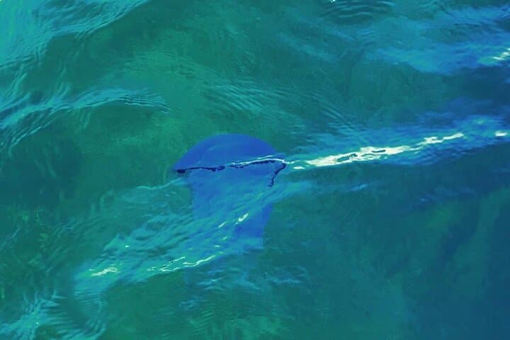 Fishing excursion in the Gulf of Noto for beginners  2