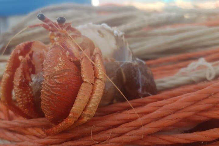 Fishing excursion in the Gulf of Noto for beginners  4